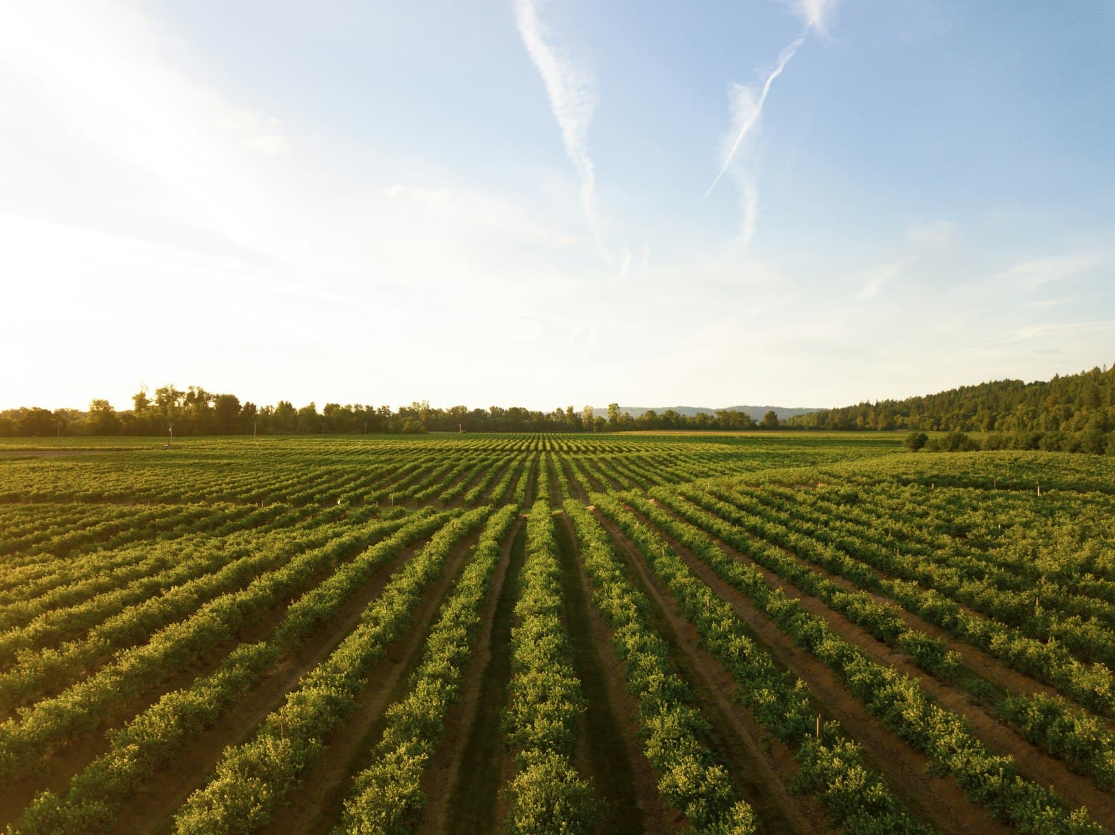 On-location agricultural landscape used for commercial media production