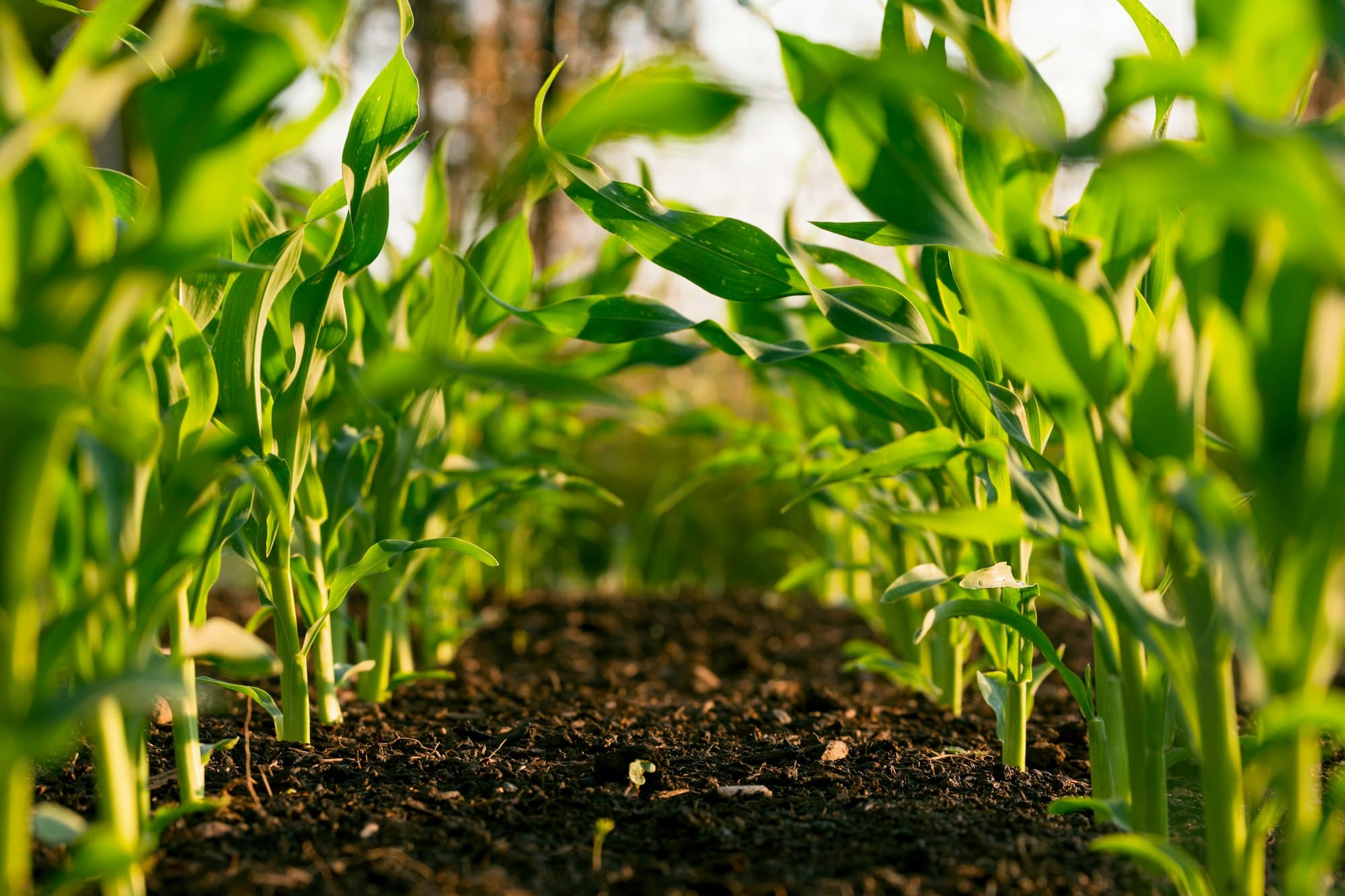 On-location commercial harvest photography from an open field